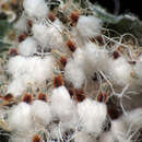 Image of Beech Blight Aphid