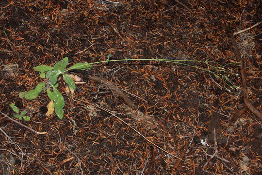 Image of white hawkweed