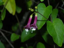 Sivun Jacquemontia solanifolia (L.) Hall. fil. kuva