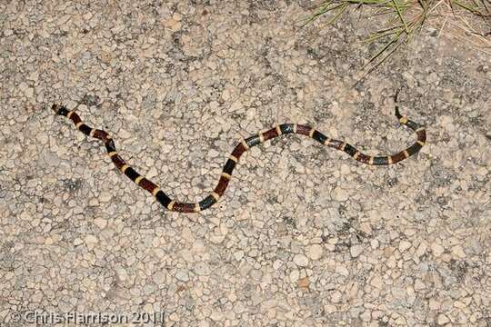 Image of Micrurus tener tener (Baird & Girard 1853)