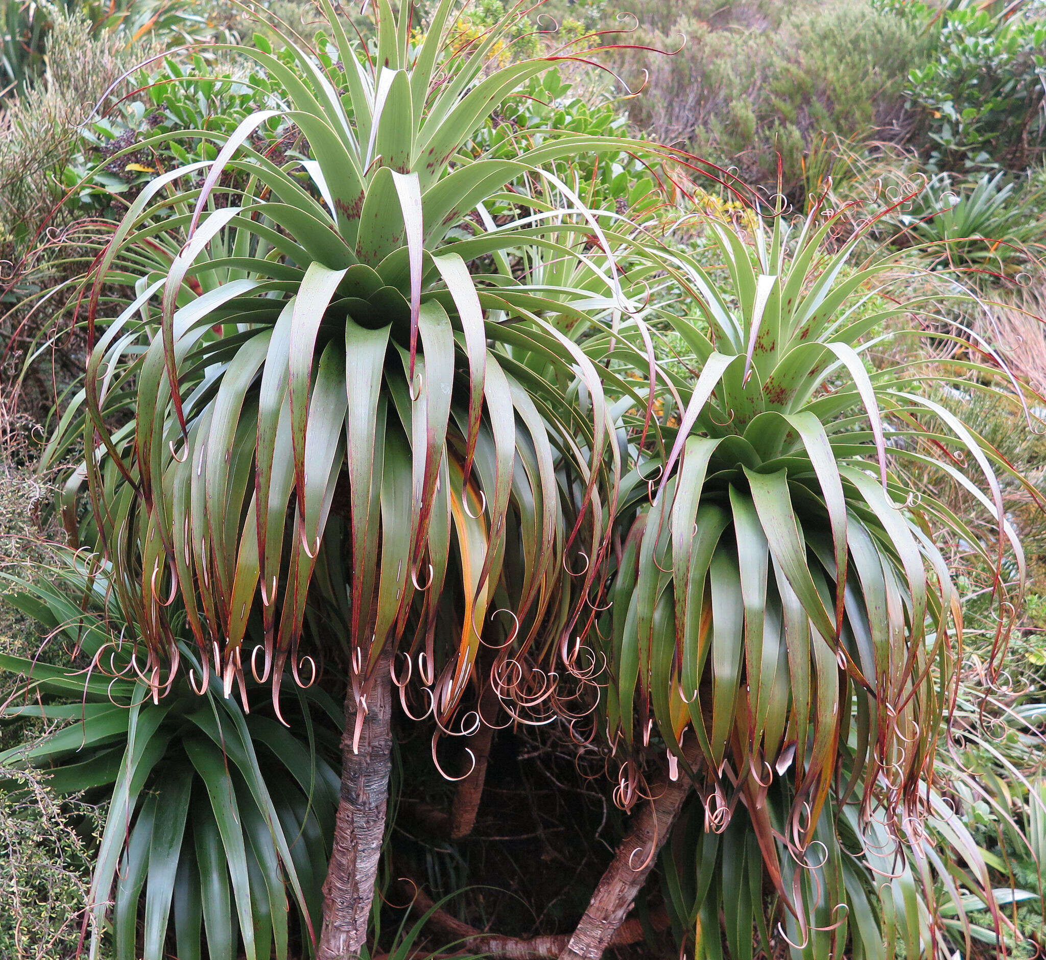 Image de Dracophyllum fiordense W. R. B. Oliv.