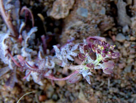 Image of Lepidium divaricatum Aiton