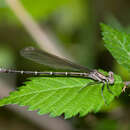 Image of Blue-tipped Dancer