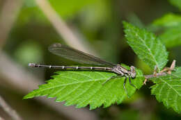 Image of Blue-tipped Dancer