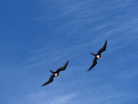 Image of Great Frigatebird