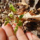 Sivun Euphorbia mercurialina Michx. kuva