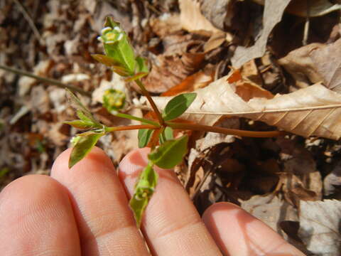 Image of mercury spurge