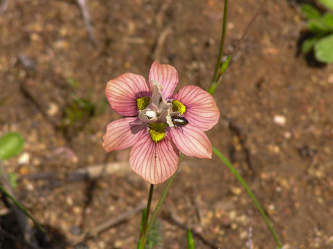 Image of <i>Moraea tricolor</i> Andrews