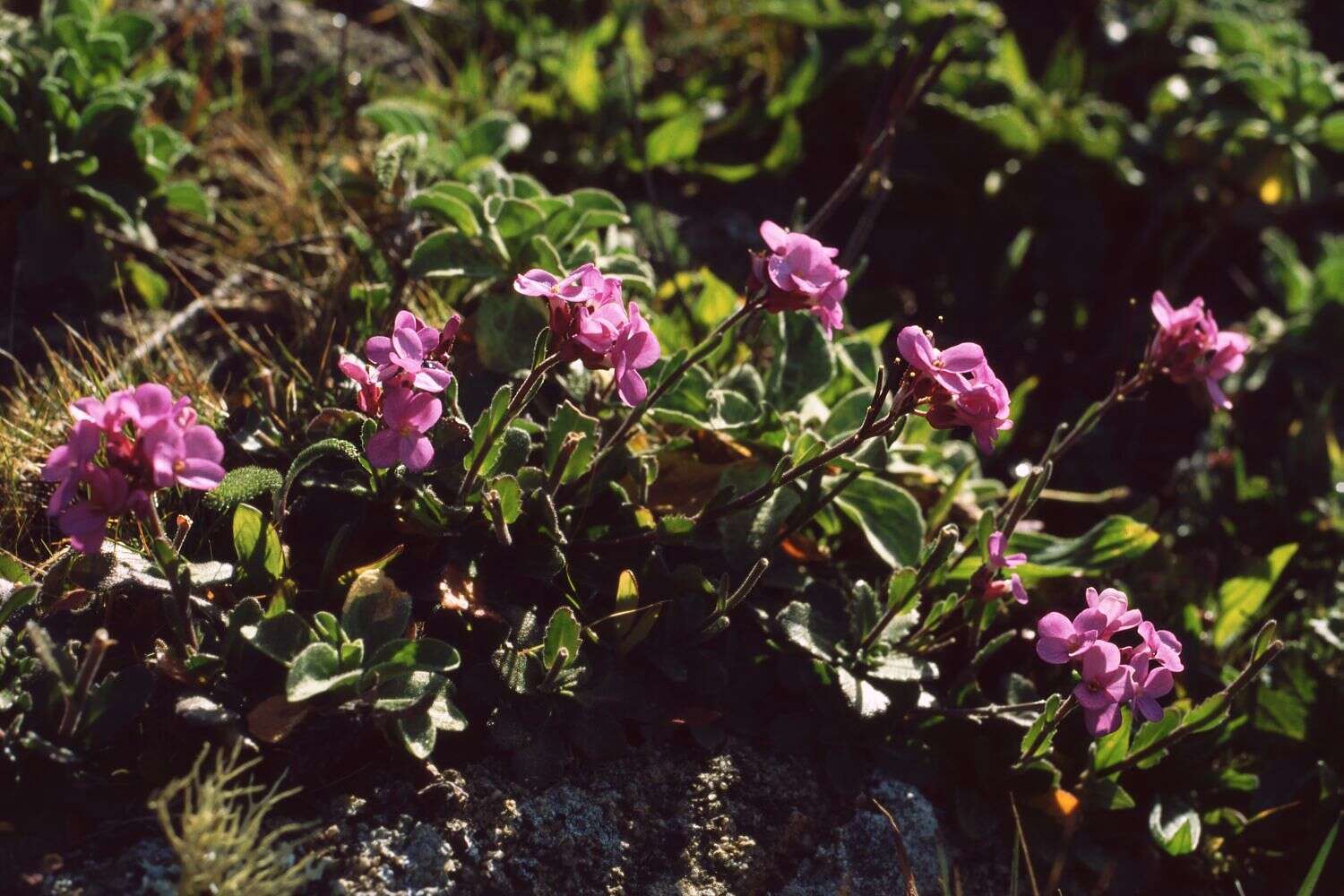 Imagem de Arabis blepharophylla Hook. & Arn.