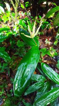 Image of Olyra obliquifolia Steud.