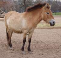 Image of Asian Wild Horse