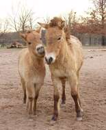 Image of Asian Wild Horse