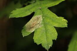 Image of Hawthorn Midget