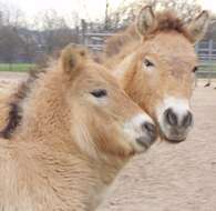 Image of Asian Wild Horse