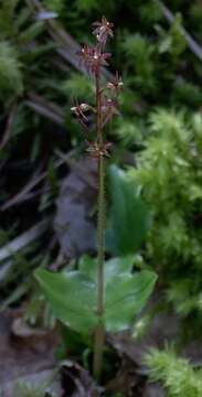 Image of Lesser Twayblade