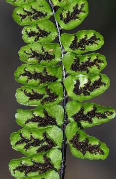 Image of Asplenium trichomanes subsp. coriaceifolium Rasbach, K. Rasbach, Reichst. & Bennert