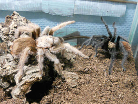 Image of Desert Blond Tarantula