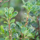 صورة Coprosma hirtella Labill.