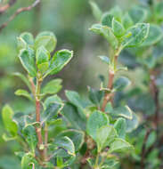 Image of Coprosma hirtella Labill.