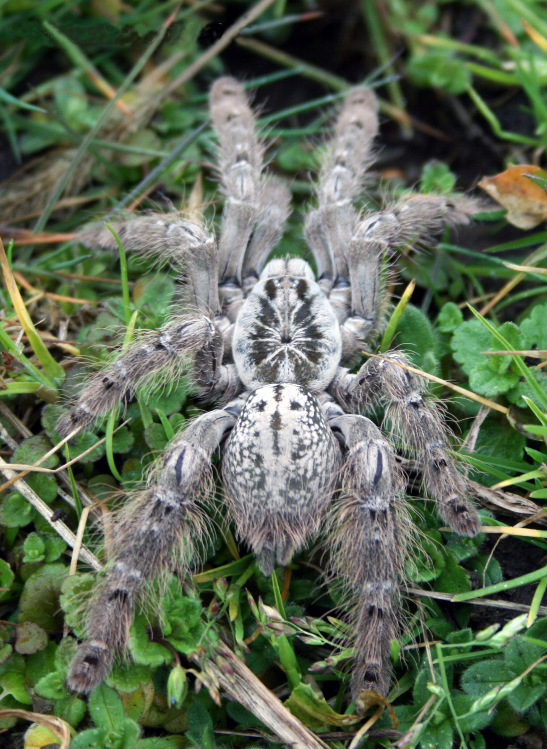 Image of Ornamental Baboon Tarantula