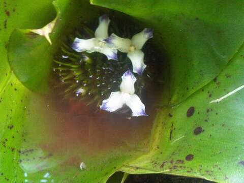 Image of Neoregelia kautskyi E. Pereira