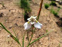 Image of Moraea cantharophila Goldblatt & J. C. Manning