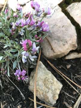 Image of tufted milkvetch