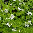 Plancia ëd Stellaria flaccida Hook.