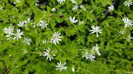 Image of Stellaria flaccida Hook.