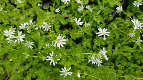 صورة Stellaria flaccida Hook.