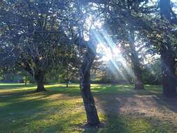 Imagem de Aesculus californica (Spach) Nutt.