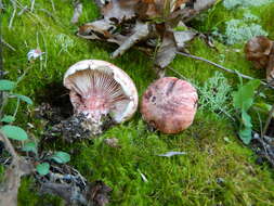 Image of Hygrophorus russula (Schaeff. ex Fr.) Kauffman 1918