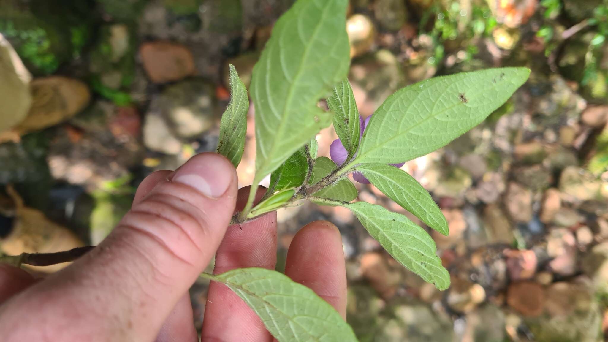 Imagem de Ruellia longepetiolata (Oerst.) Hemsl.