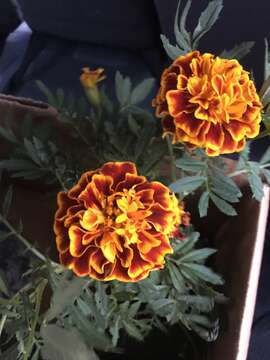 Image of French marigold