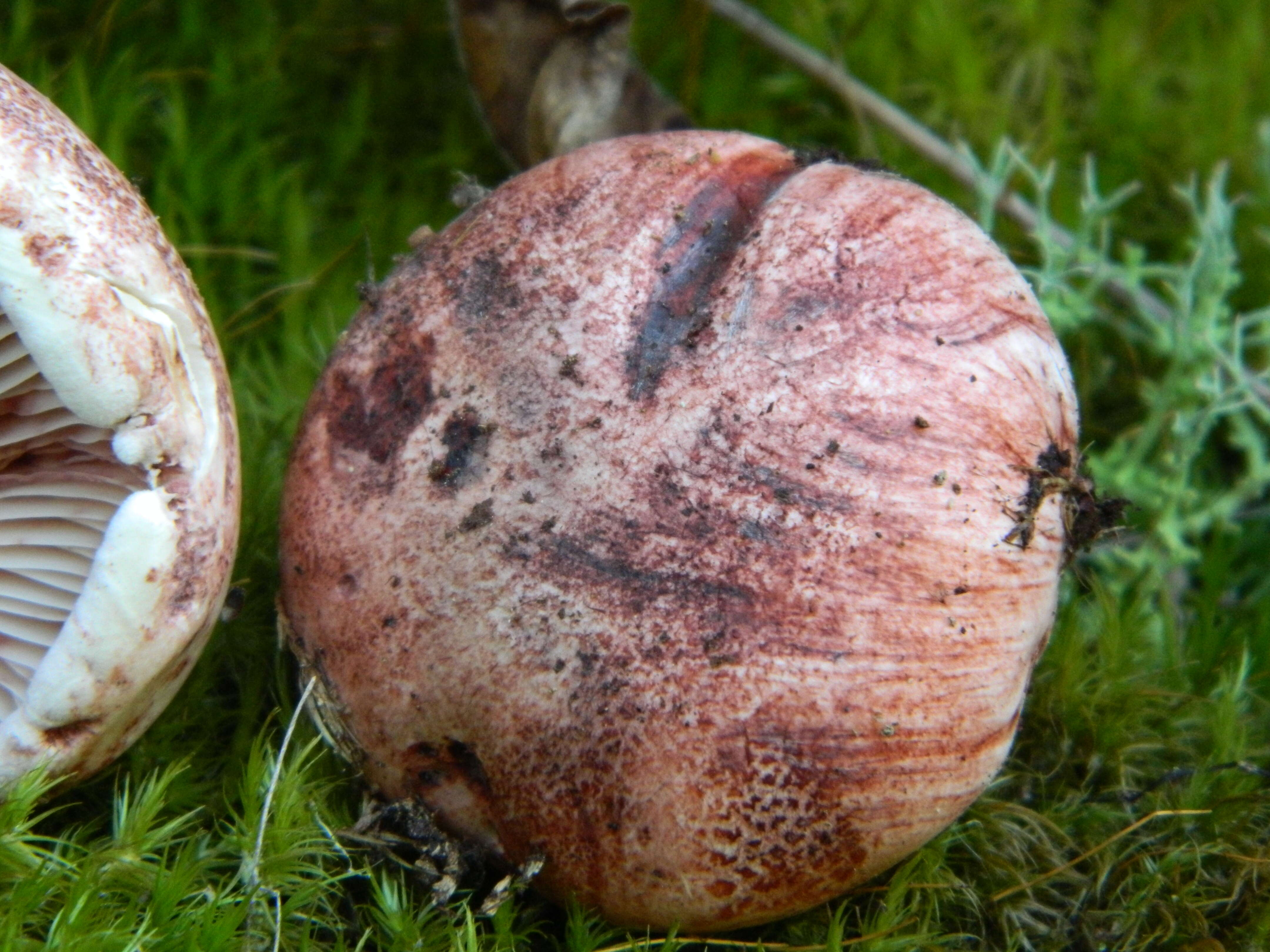 Image of Hygrophorus russula (Schaeff. ex Fr.) Kauffman 1918