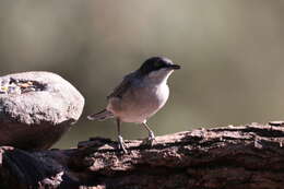 Image of Western Orphean Warbler