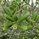 Imagem de Ilex opaca var. arenicola (Ashe) Ashe