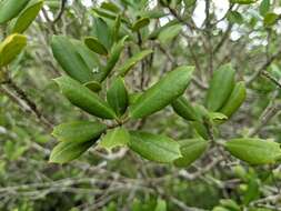 Image of American holly