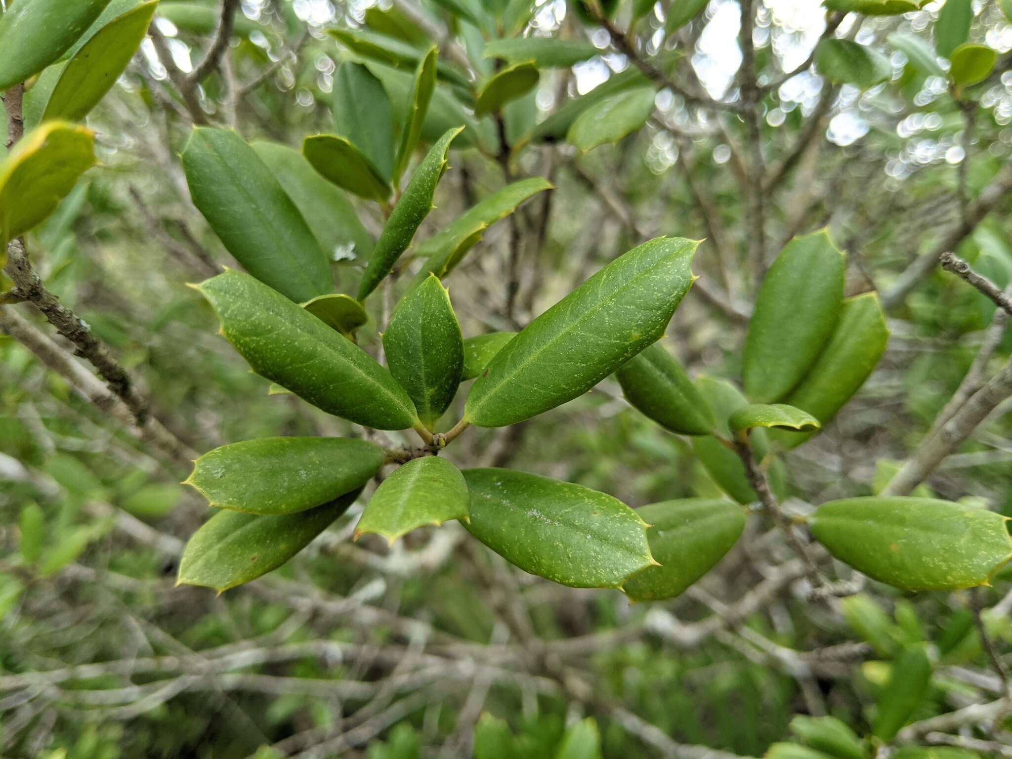 Imagem de Ilex opaca var. arenicola (Ashe) Ashe