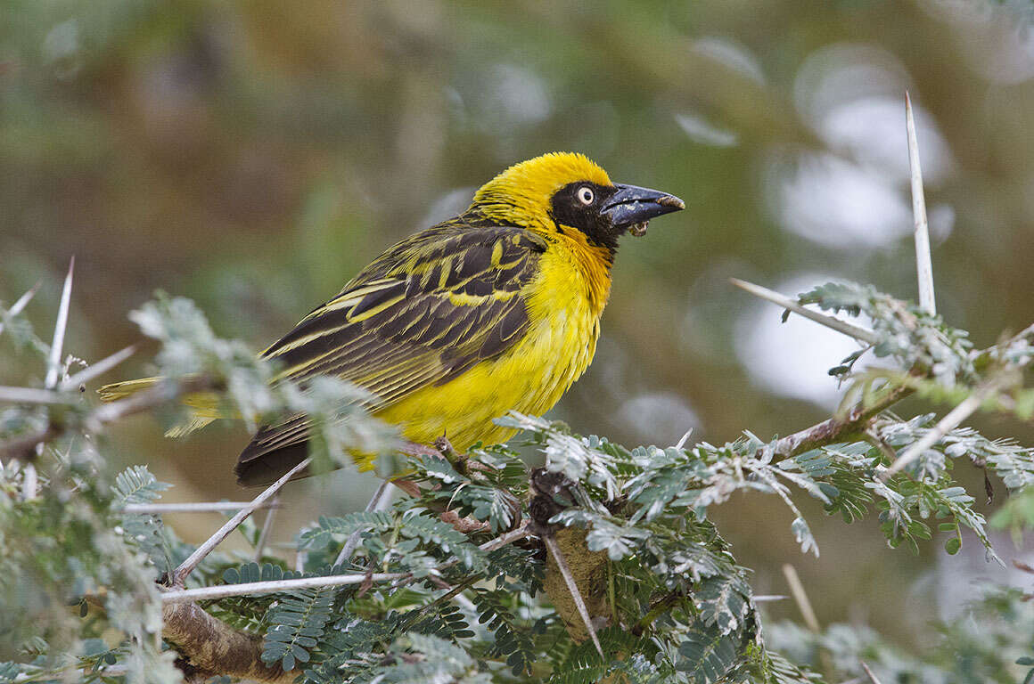 Image of Speke's Weaver