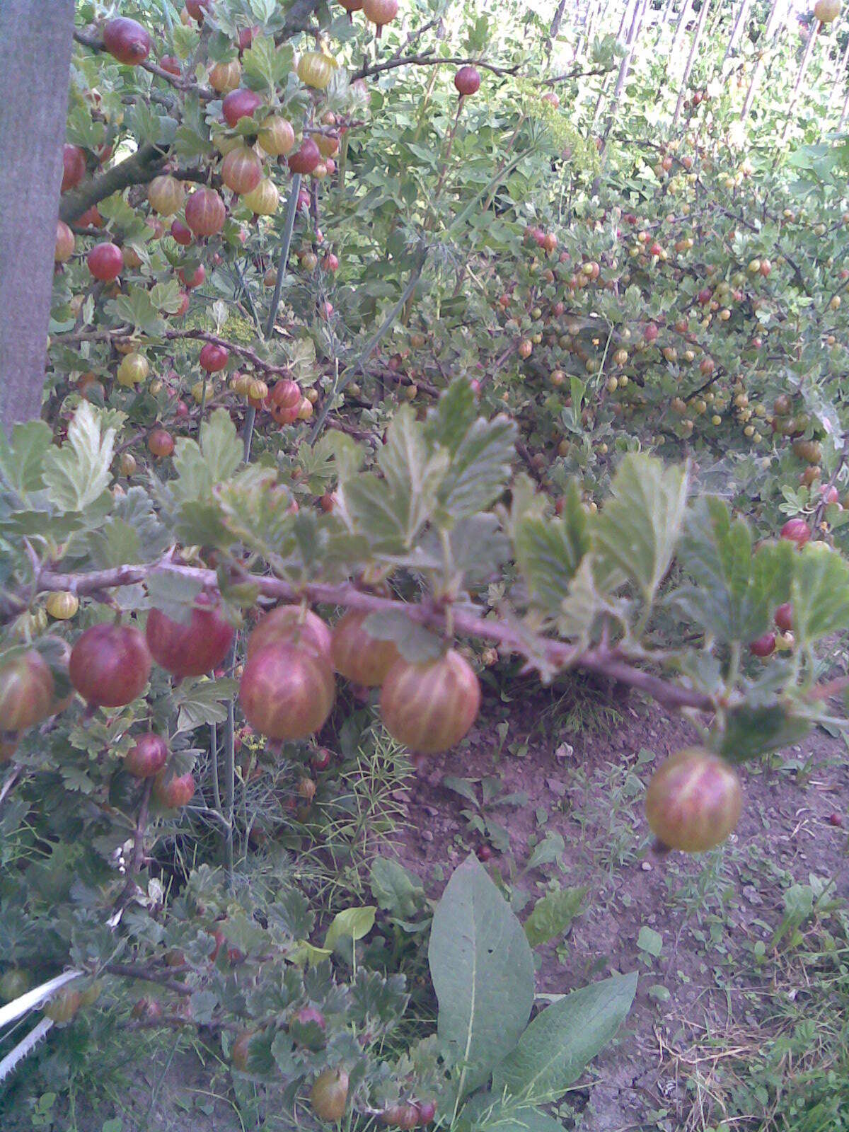 Image of European gooseberry