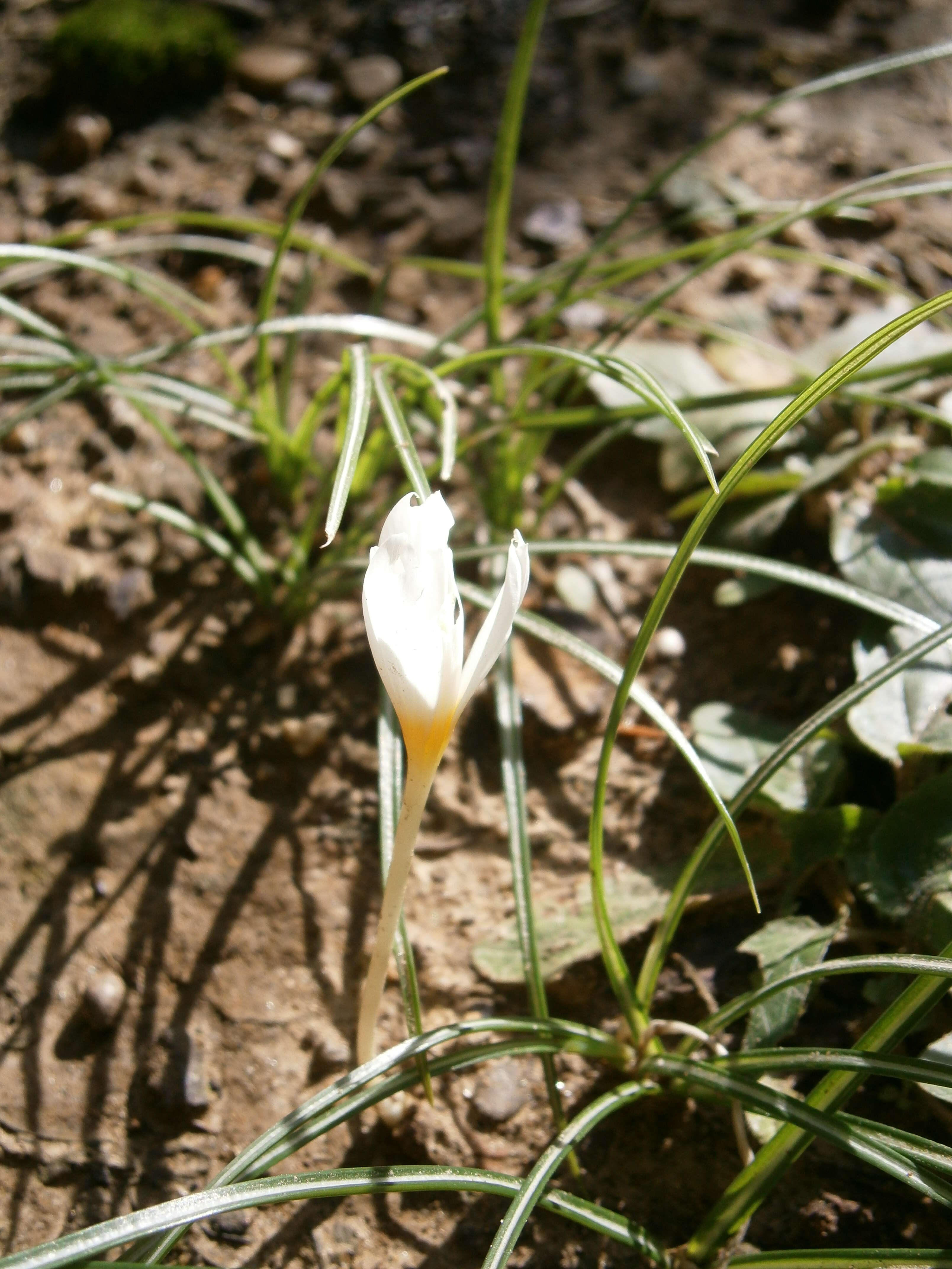 Image of Crocus ochroleucus Boiss. & Gaill.