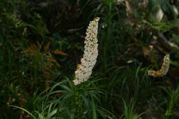 Image de Dracophyllum oceanicum E. A. Brown & N. Streiber