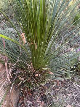 Image of Xanthorrhoea media R. Br.