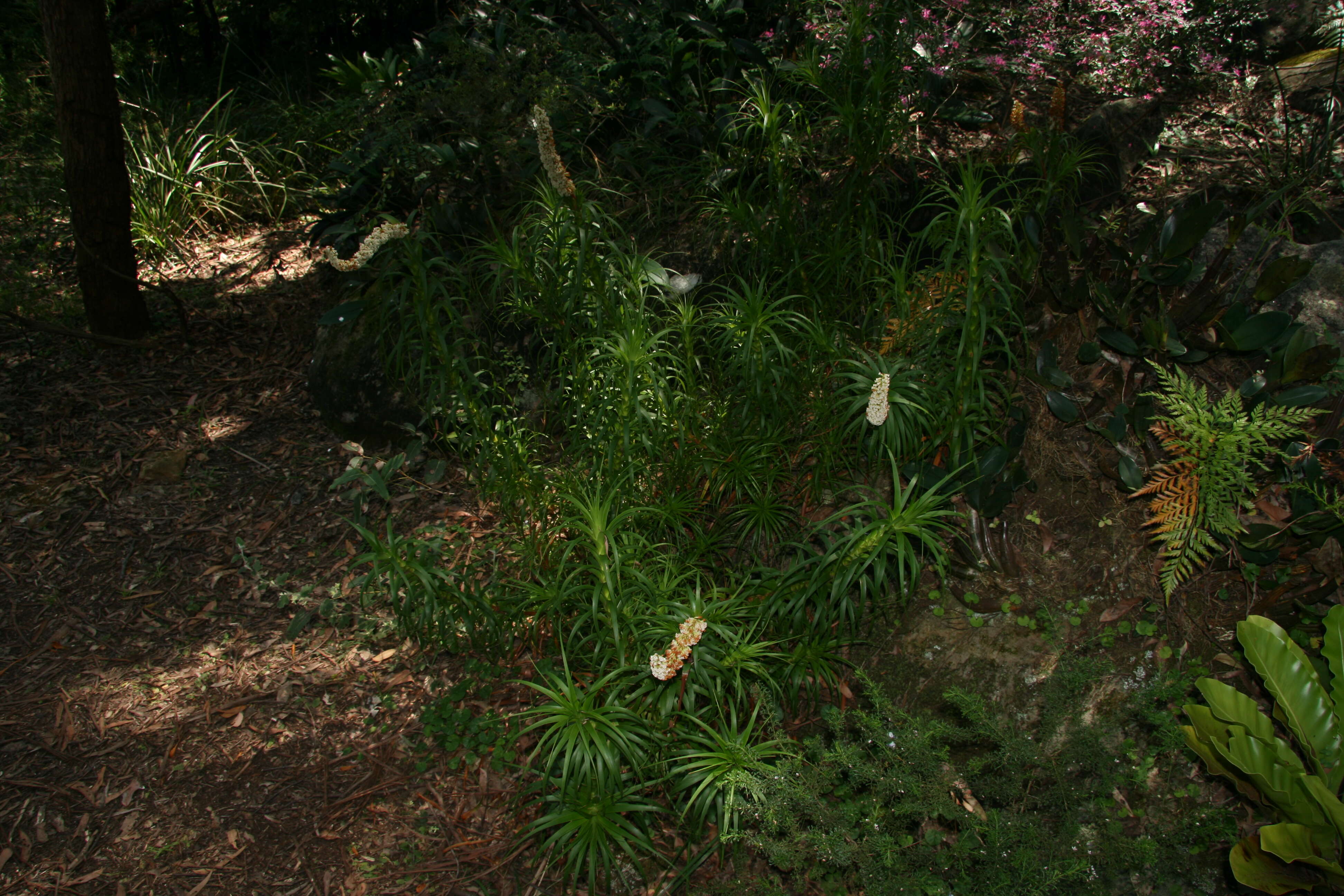 Image de Dracophyllum oceanicum E. A. Brown & N. Streiber