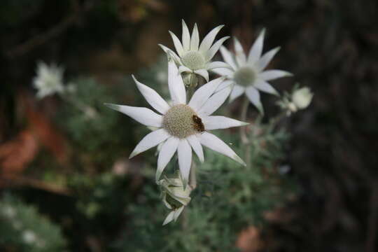 Imagem de Actinotus helianthi Labill.