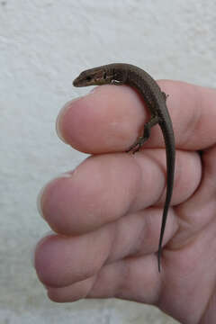 Image of Greenbelly Lizard