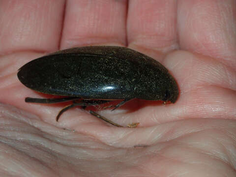 Image of Giant Black Water Beetle