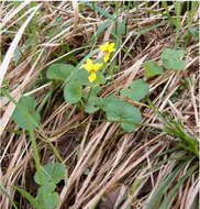 Image of arctic yellow violet