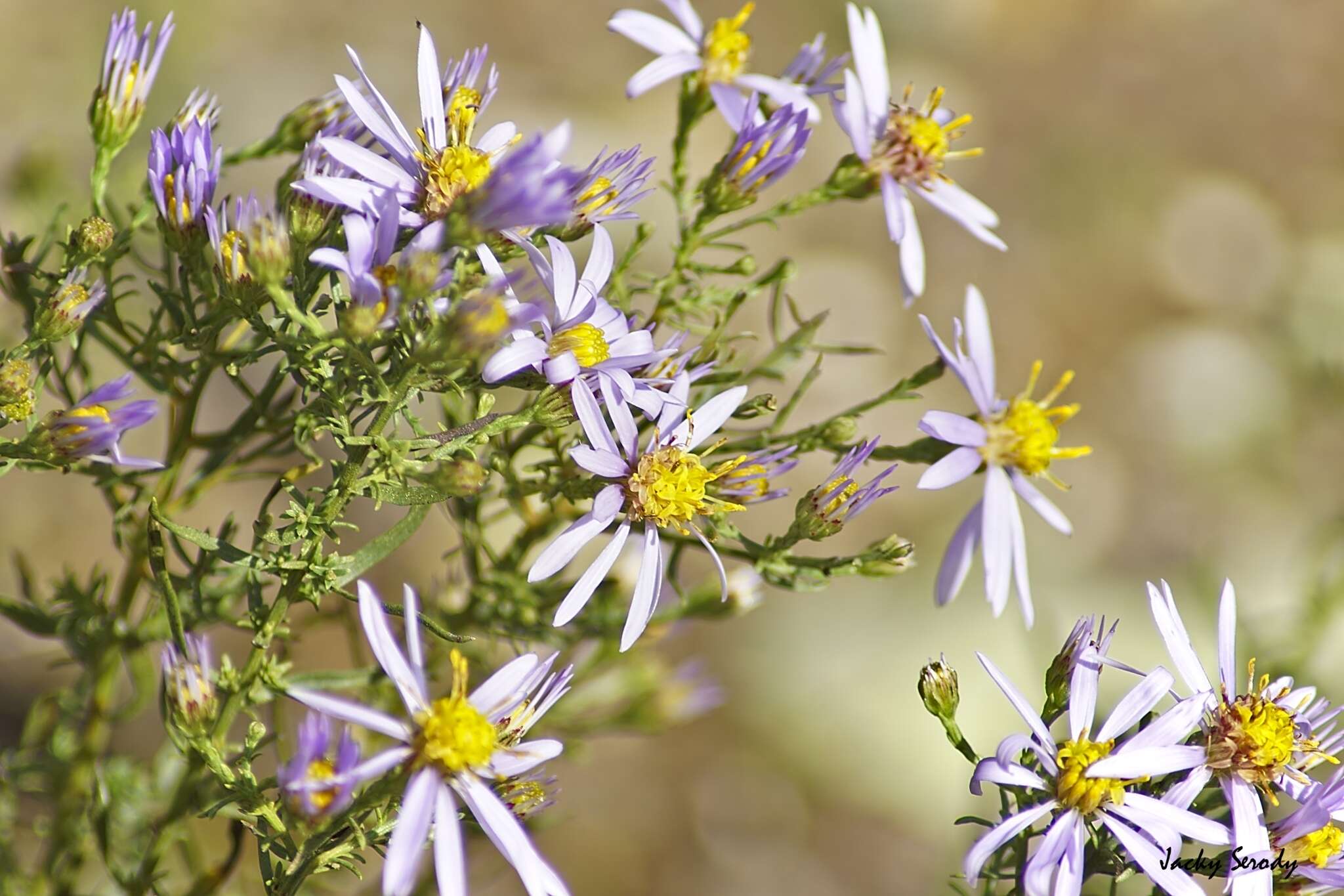 Plancia ëd Galatella sedifolia (L.) Greuter